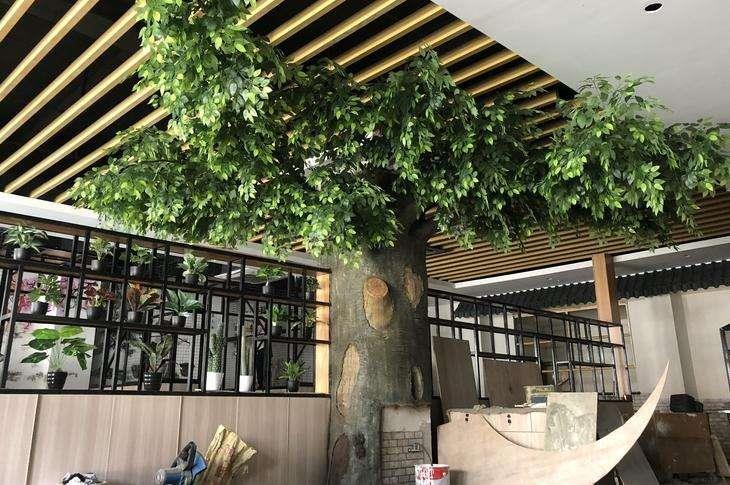 ficus tree
