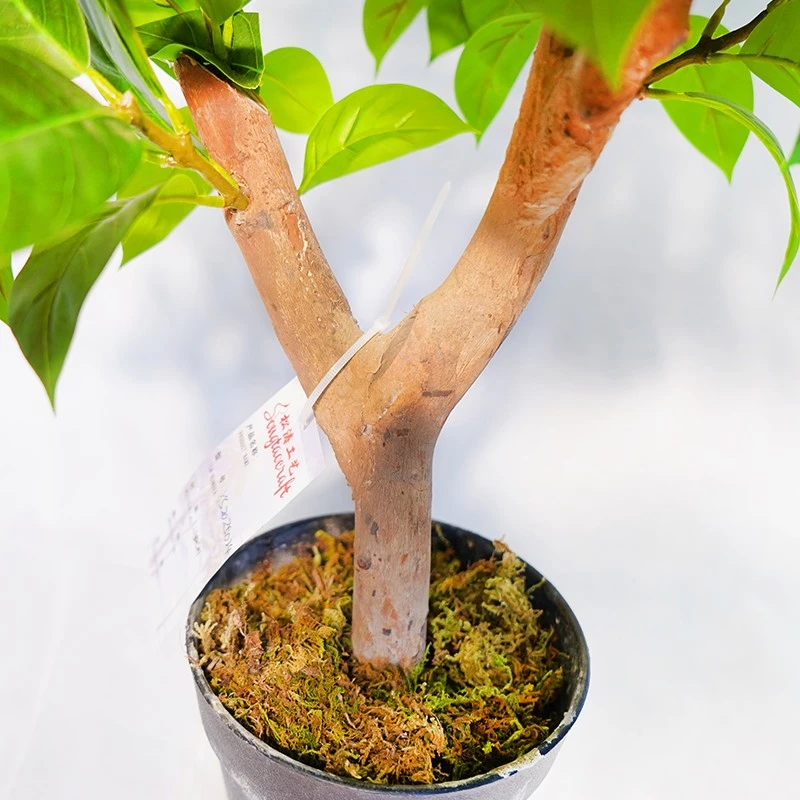 Artificial Lilac Leaf Potted Plant factory