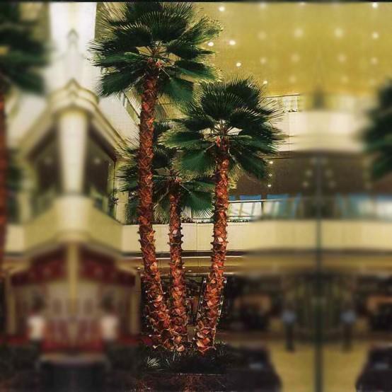 palm tree5